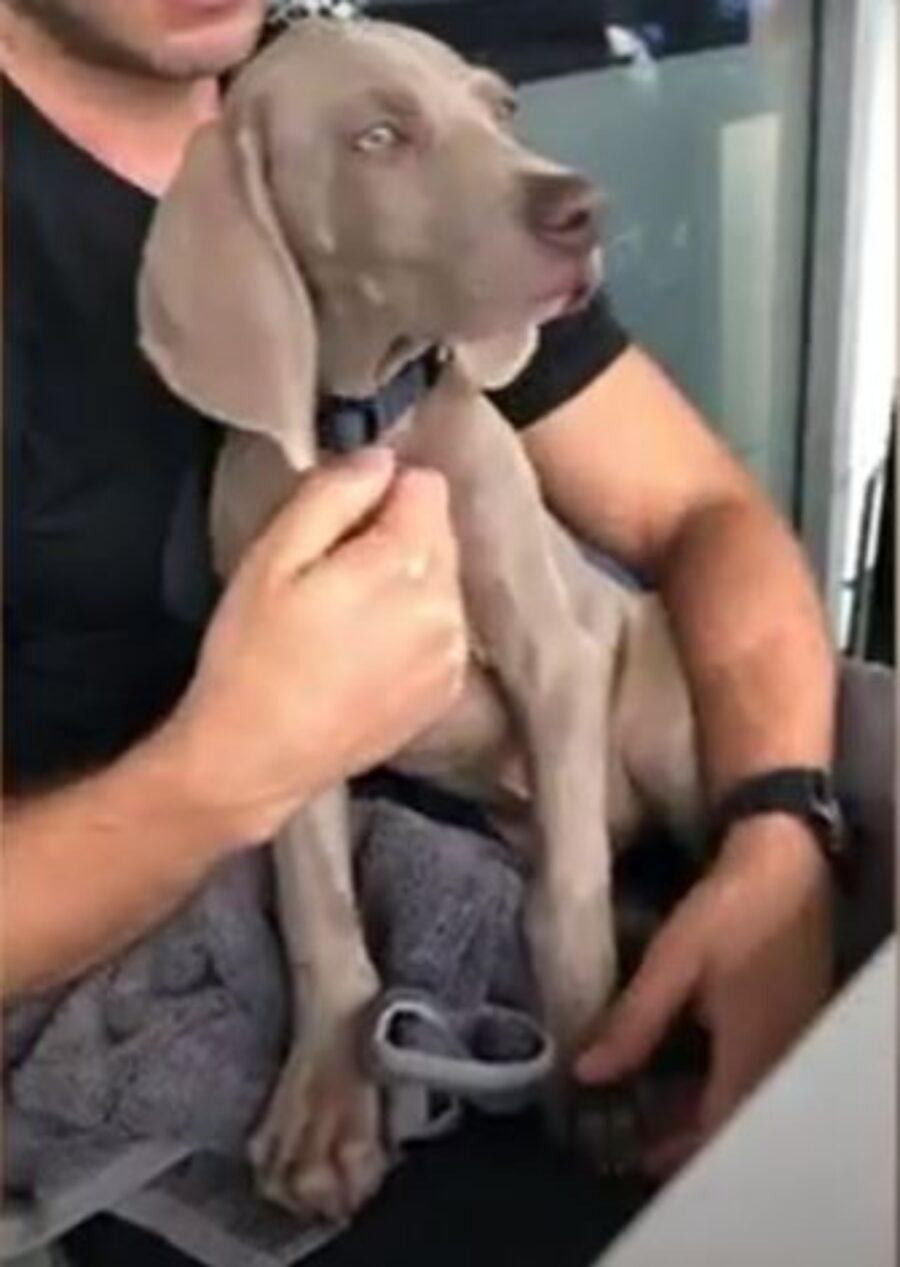 un Weimaraner di nome Arnold