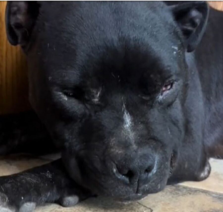 un cagnolino nero di nome Brutus