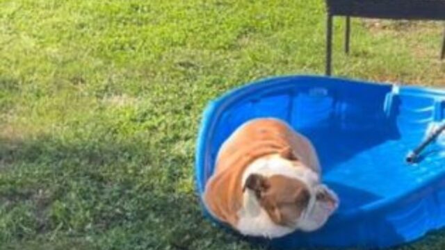 Prendete esempio: al Bulldog Inglese basta solo una piscinetta per godersi la vita alla grande