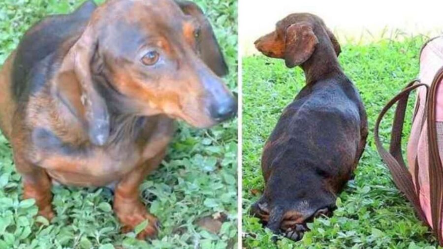 una cagnolina incinta