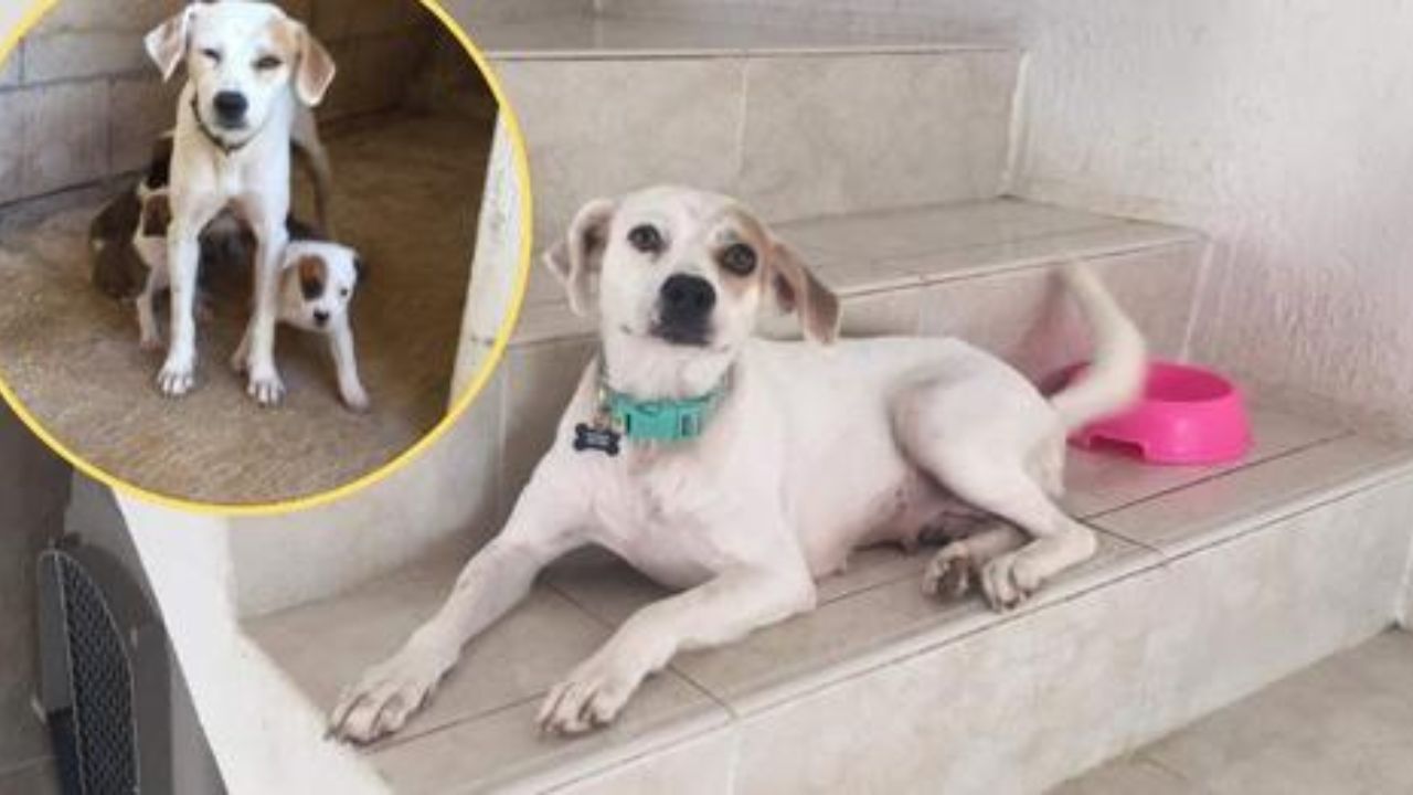 cagnolina randagia con cuccioli