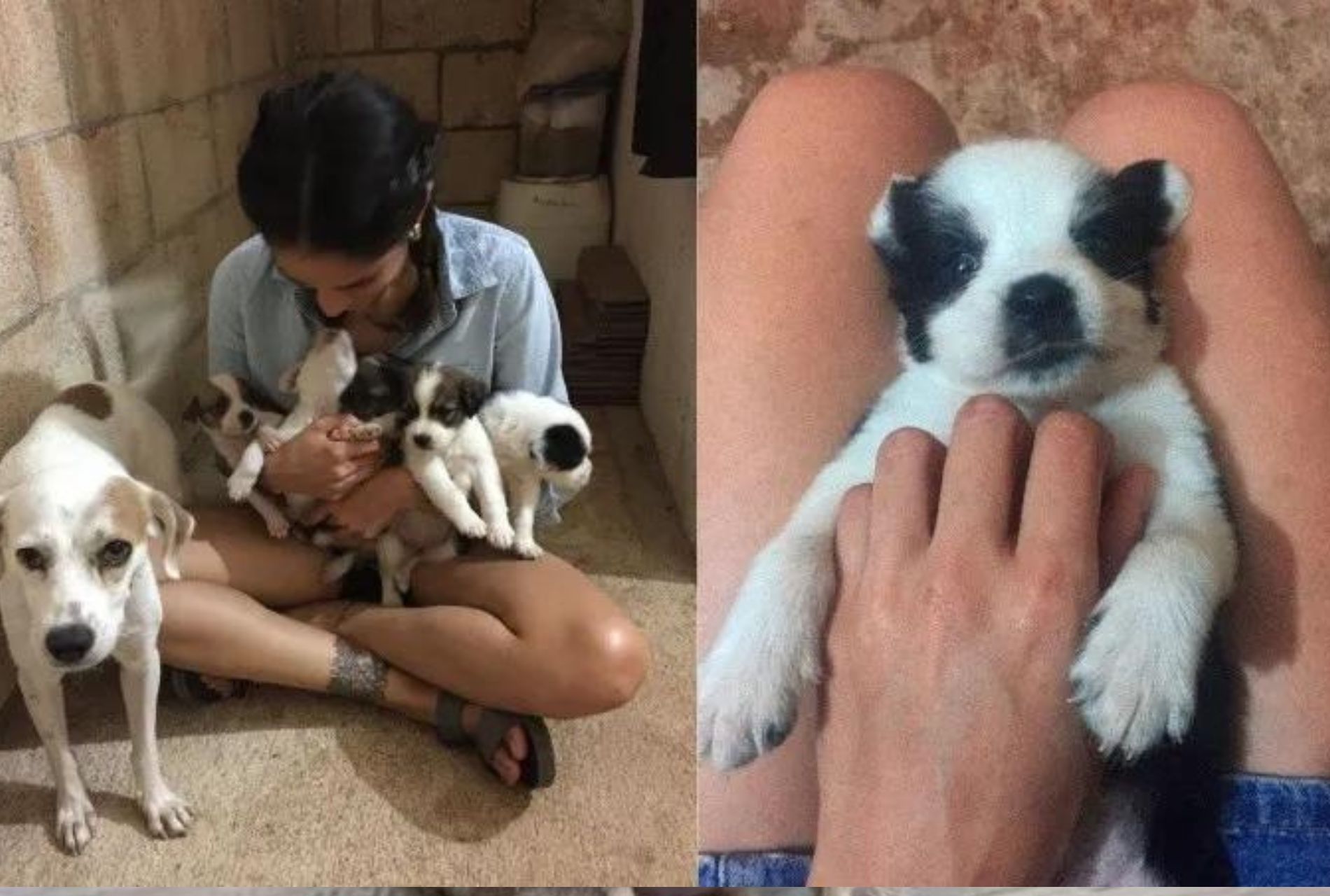 cagnolina randagia con cuccioli