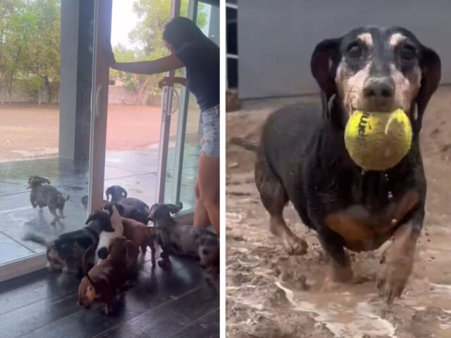 Non li ferma nessuno: questi Bassotti vogliono sguazzare sotto la pioggia e avranno ciò che desiderano