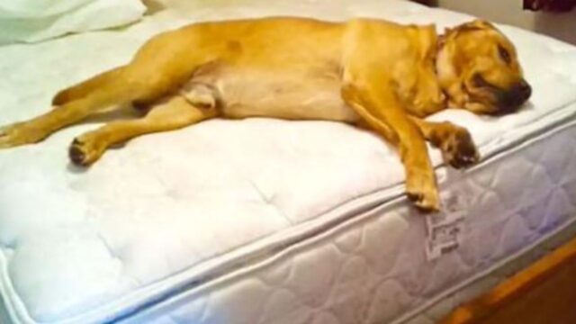 Il cane pigro sembra non avere intenzione di muoversi dal letto, finché il suo papà non dice una specifica parola