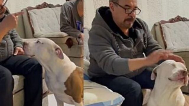 La cagnolina Pitbull mostra la sua faccia più triste per non essere rimproverata dopo le sue malefatte