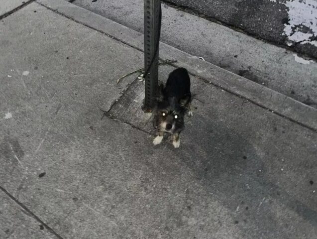 Cane abbandonato legato con il guinzaglio a un palo ha rischiato di essere aggredito dai coyote