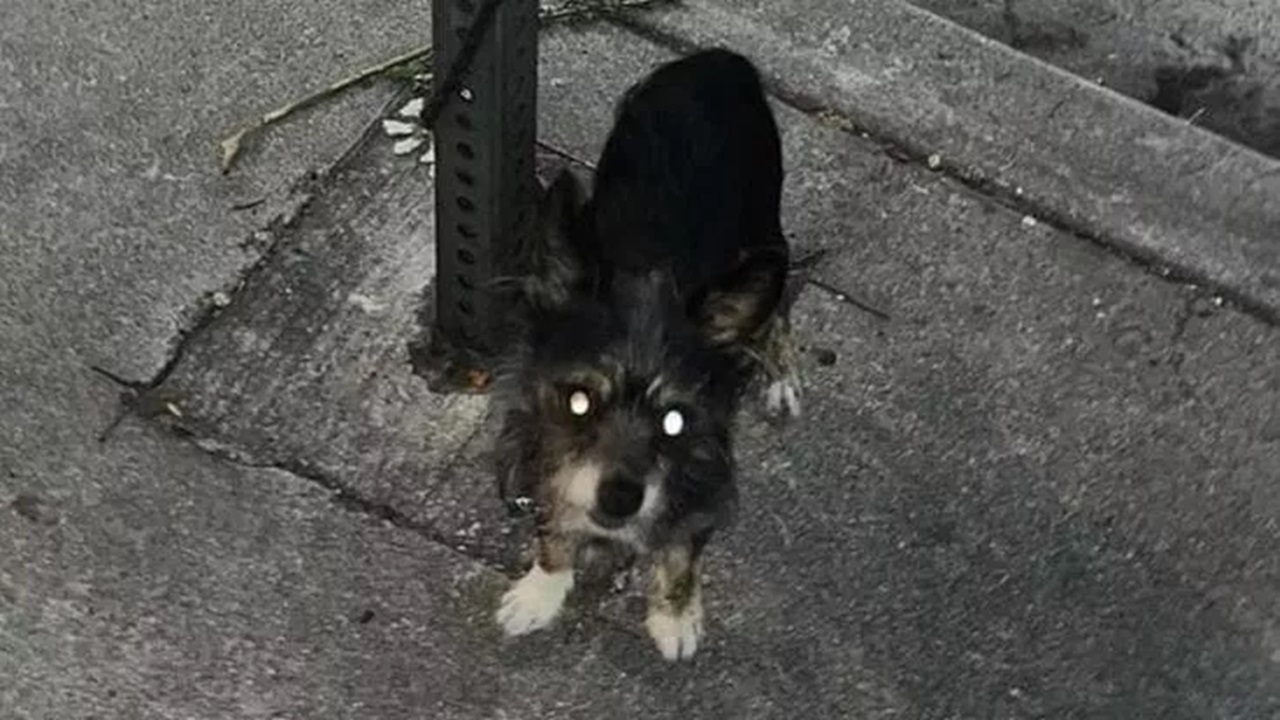 Cane abbandonato a un palo