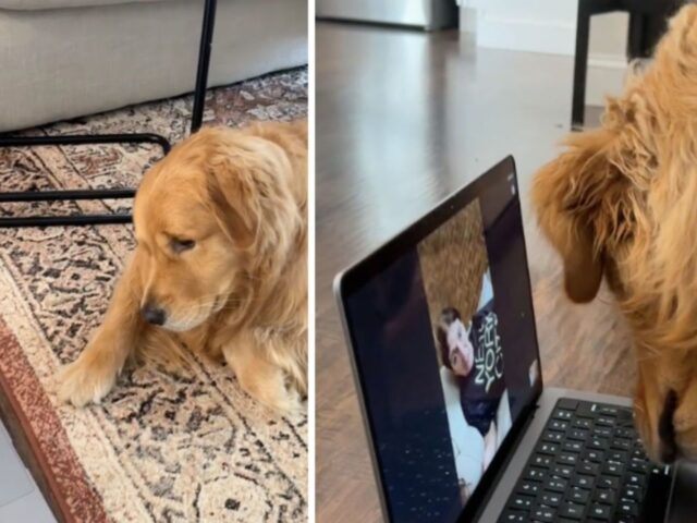 Il Golden Retriever con il mal di pancia decide di chiamare su Facetime la nonna per farsi confortare