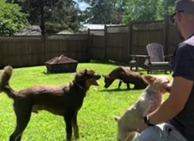 Cane adottato aiuta il suo fratello paralizzato a giocare con la palla