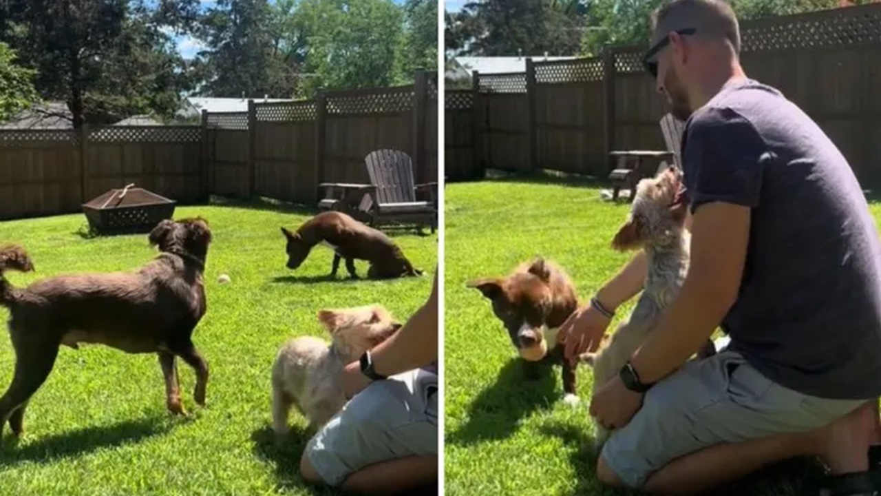 Cane gioca a palla con il fratello paralizzato