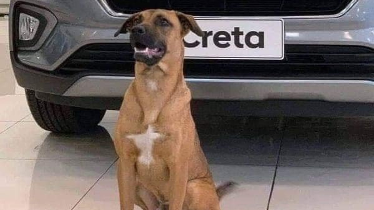 Cane adottato da dipendenti della concessionaria auto