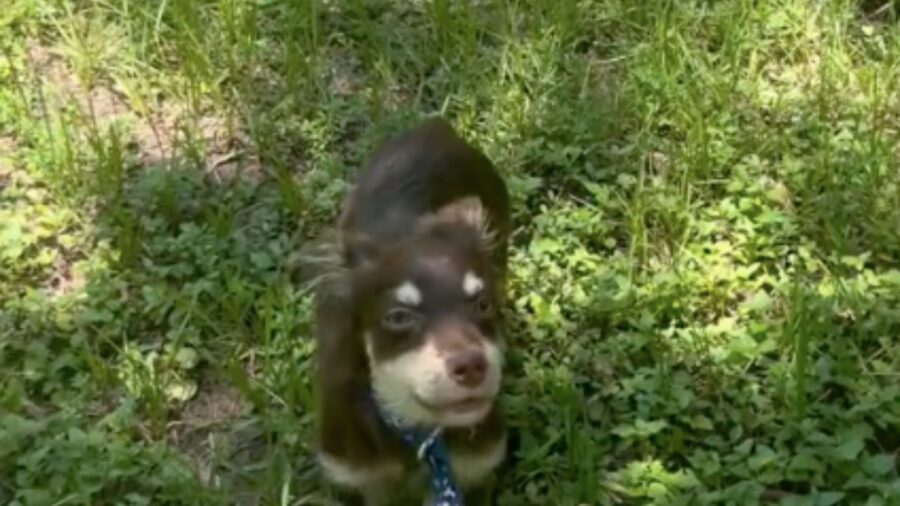 cagnolino che guarda verso l'alto