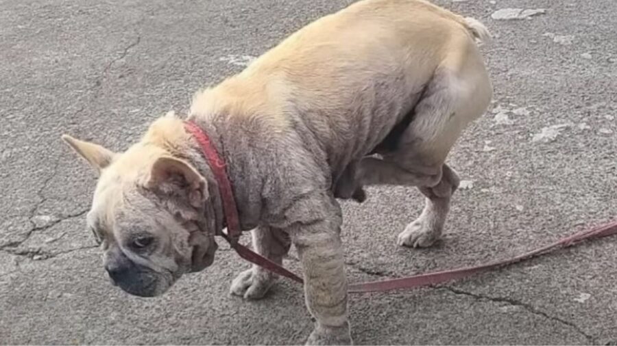 cane in pessime condizioni