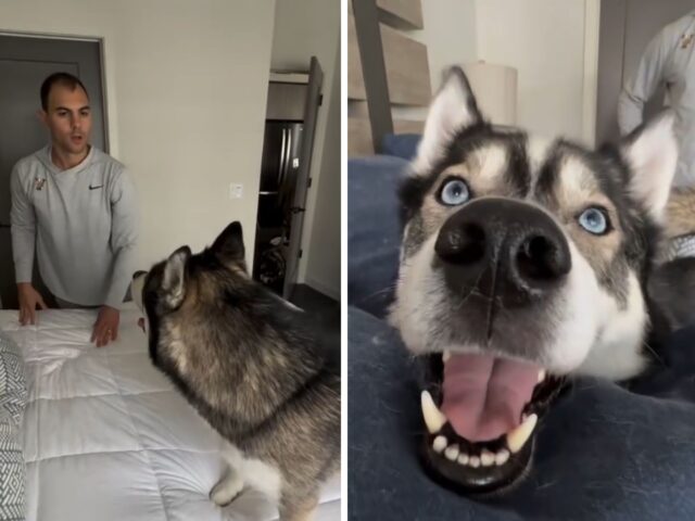 L’Husky testardo e dominante ha deciso: il letto che il suo padrone ha appena rifatto subirà le sue ire