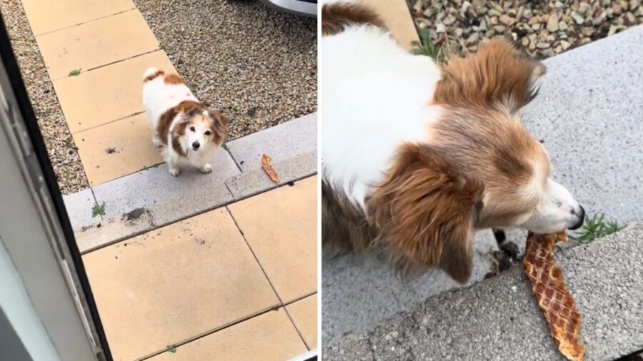 cane con pelo bianco e marroncino