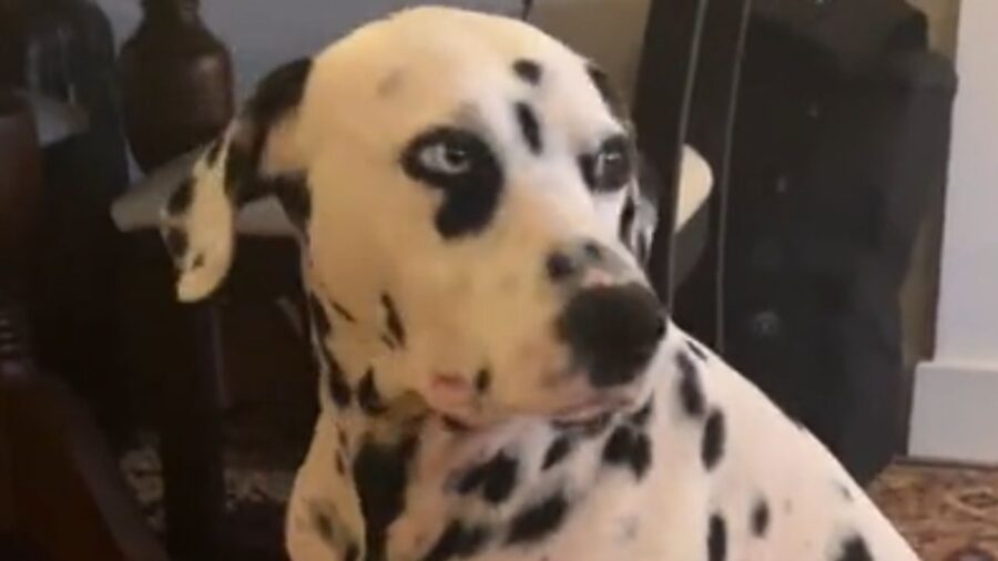 dalmata inquadrato da vicino