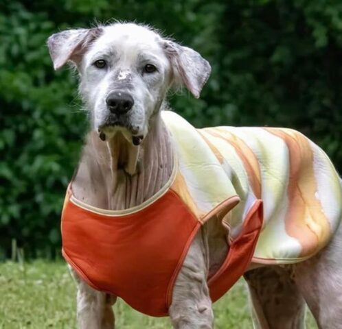 Cane di 13 anni del rifugio trova finalmente la sua pace