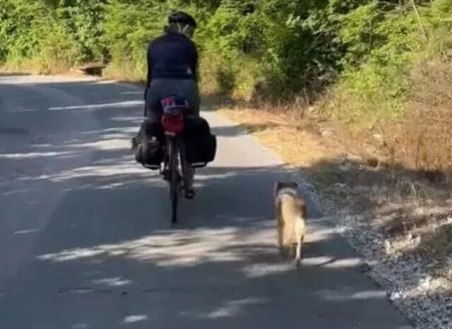 Cane dietro alle cicliste per quattro giorni: ecco cosa è successo dopo