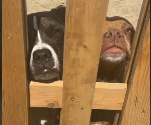 Cane eccitato per l’arrivo dei nuovi cuccioli da accudire