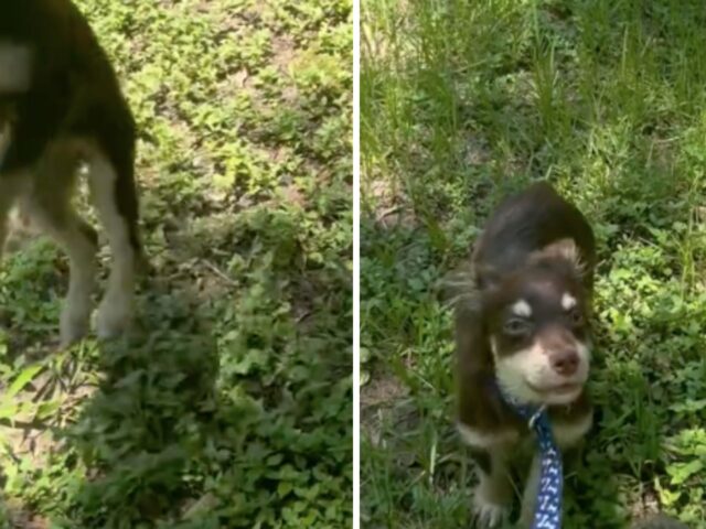 Questa è la reazione più tenera ed esilarante di una cagnolina che indossa per la prima volta il guinzaglio dopo essere stata salvata