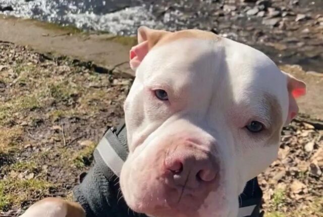 Rifiutato dalla sua famiglia, questo cane trova finalmente una famiglia che lo capisce davvero