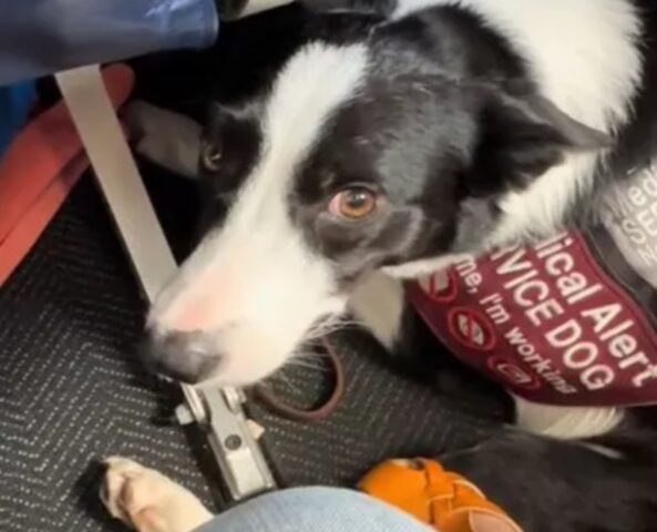 Il cane non “entra” sotto il sedile: il divertente video della passeggera di un aereo