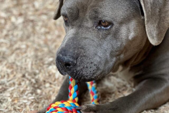 Il cane anziano dimenticato piange per avere una casa, ma tutti continuano a evitarlo per un triste motivo