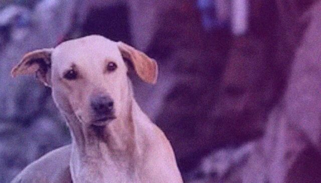 Cane randagio sventa un’aggressione ai danni di una donna a Mumbai e diventa un eroe