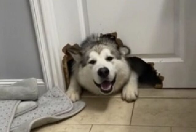 Niente ferma questo Alaskan Malamute: pur di stare con il padrone ha fatto un bel danno alla porta