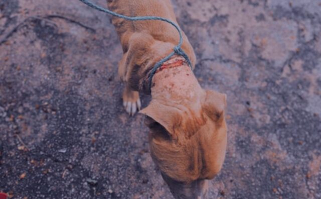 Finalmente al sicuro, il cane salvato impara a capire cos’è l’amore dopo tantissimo dolore (VIDEO)