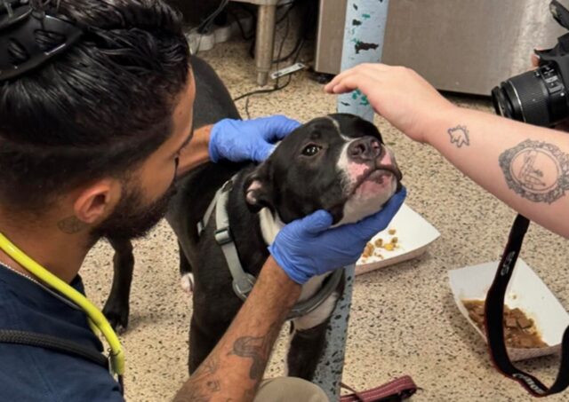 Cane salvato dopo la pubblicazione del video di un uomo che gli faceva del male