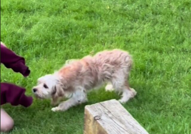 Cane salvato si trasforma dopo 12 giorni trascorsi con la madre affidataria