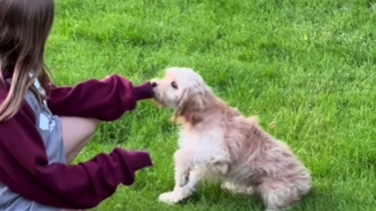 Cane con la proprietaria