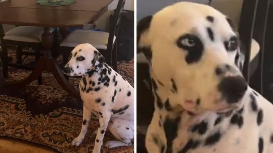 cane che lancia uno sguardo contrariato