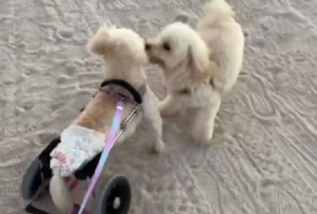 Il cagnolino paralizzato, armato di carrellino, arriva in spiaggia e inizia a fare amicizia proprio con tutti