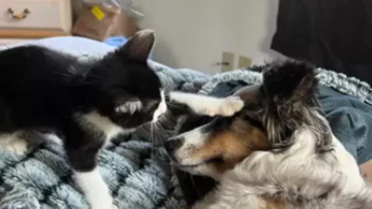 Cane e gatto sul letto