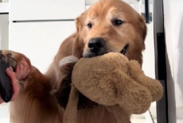 Il Golden Retriever ha paura del taglio delle unghie, ma qualcosa lo convince a essere coraggioso