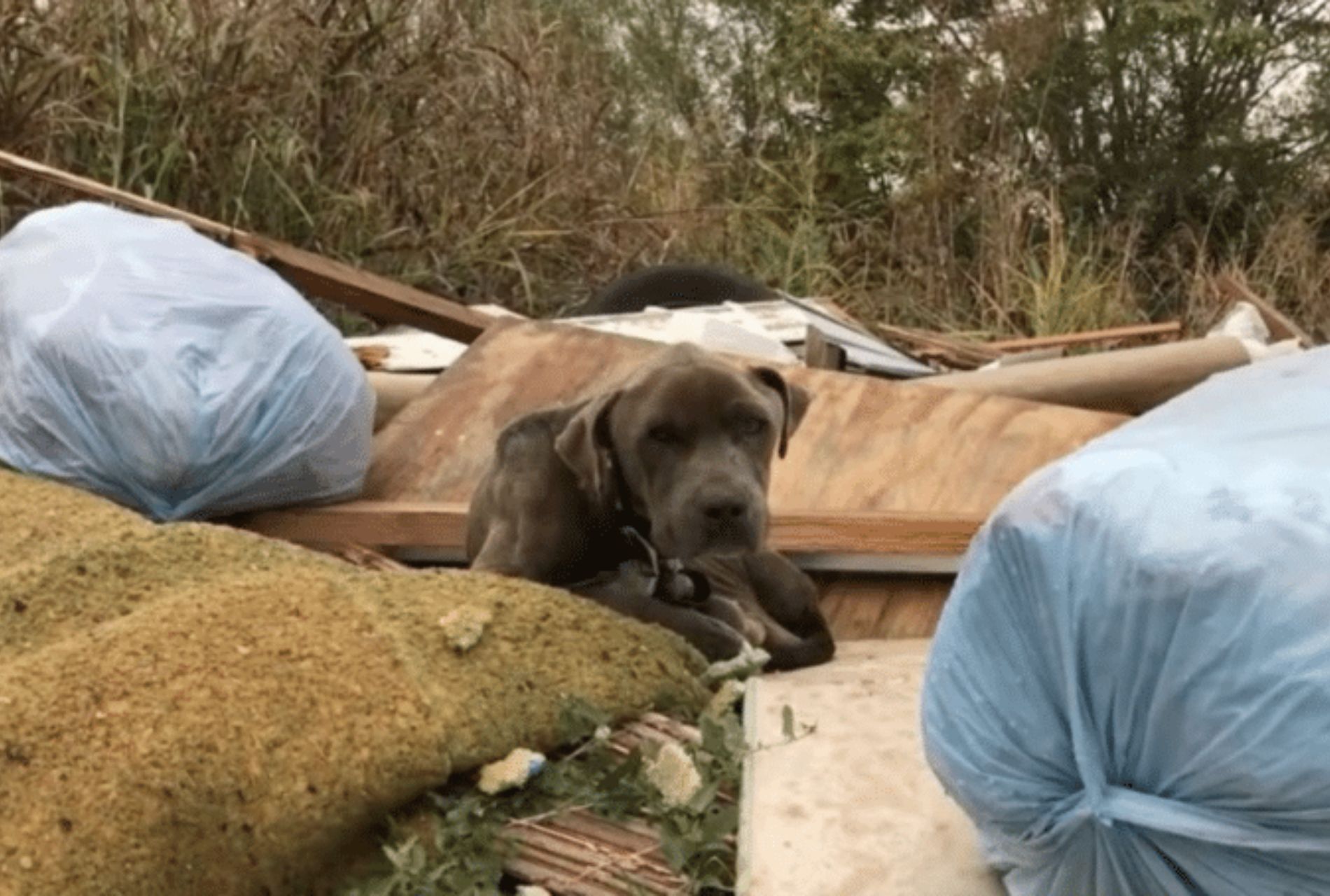 cane tra la spazzatura