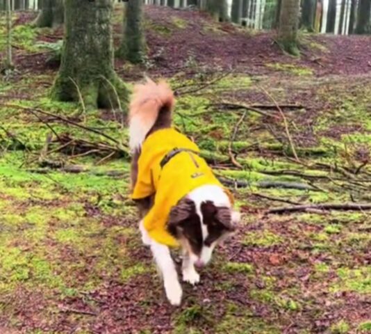 Cane trova un sostituto per il lancio della palla, silurando il suo proprietario