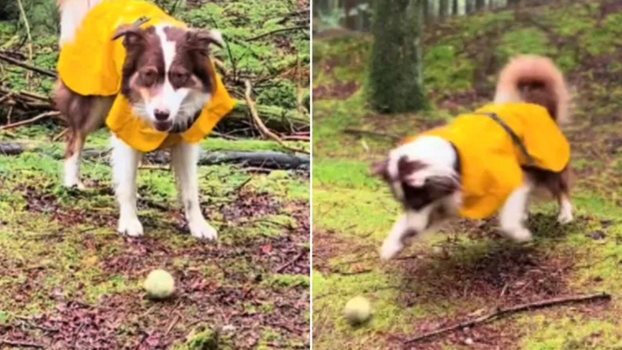 Il cane e il lancio della palla