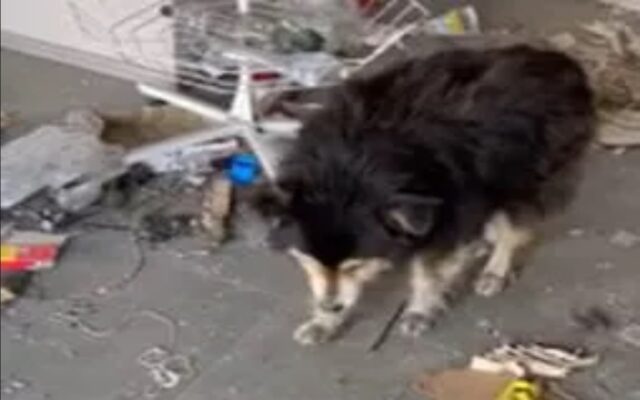 Cane ucraino sopravvissuto dopo essersi nascosto in un negozio abbandonato