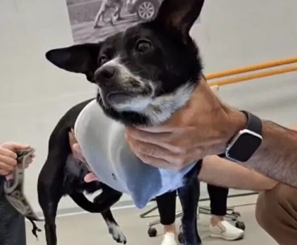 Cane viaggia dalla Sardegna a Torino per tornare a correre grazie a una protesi