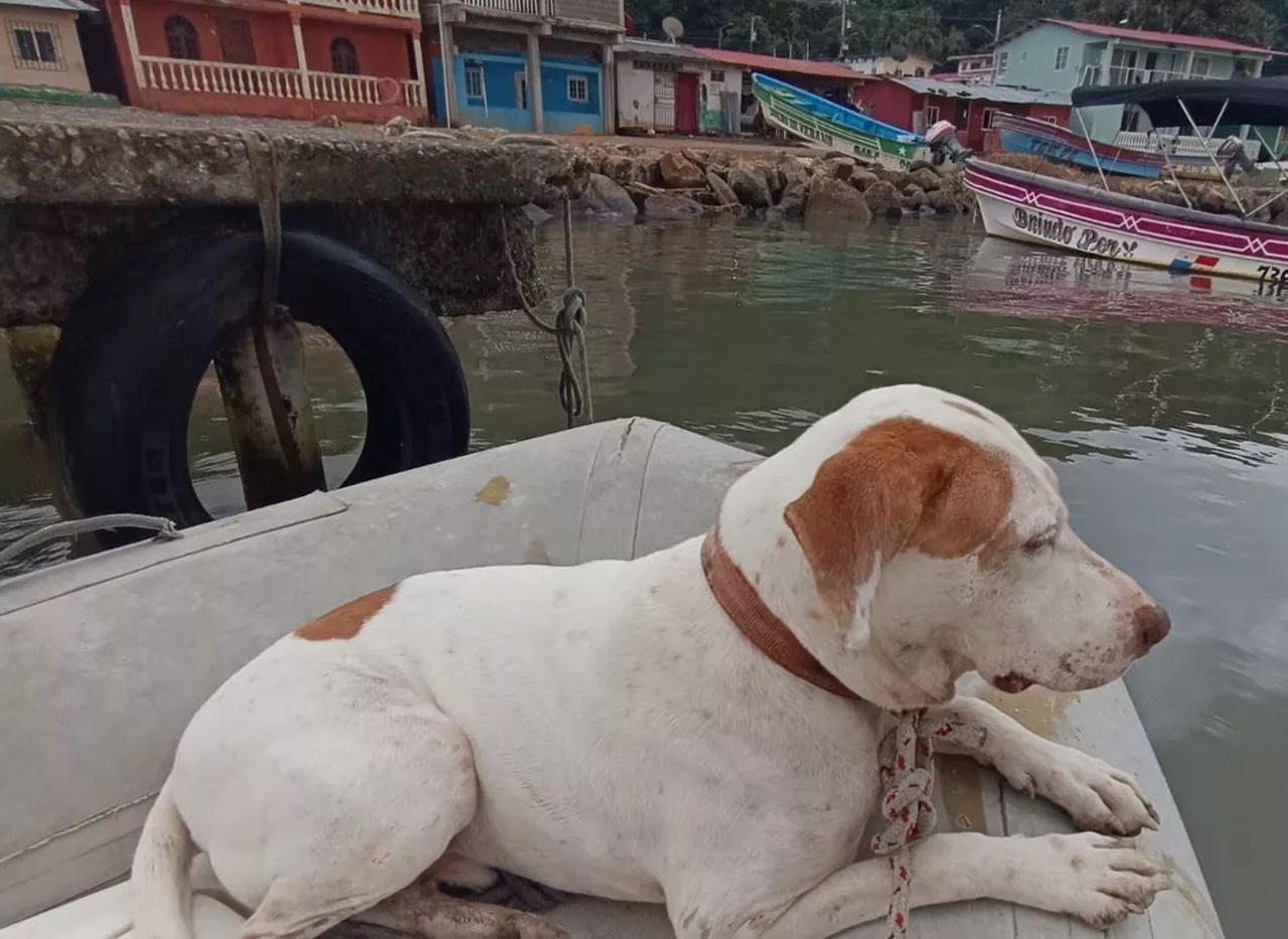 Cane vive in barca girando il mondo