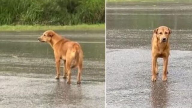 Il cucciolo di cane ha aspettato per giorni sotto la pioggia: è stato felicissimo di riunirsi al suo proprietario