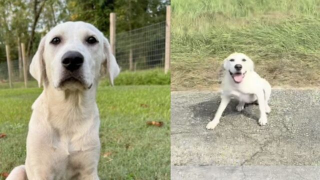 Il cane si comporta in modo struggente quando finalmente viene salvato dopo un crudele abbandono