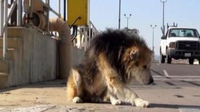 Lo avevano gettato in un impianto di scarico: il cane anziano era maltrattato da tutti e puzzava