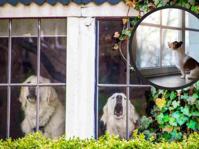 E voi sapete cosa potrebbe succedere davvero se il cane non uscisse mai di casa?