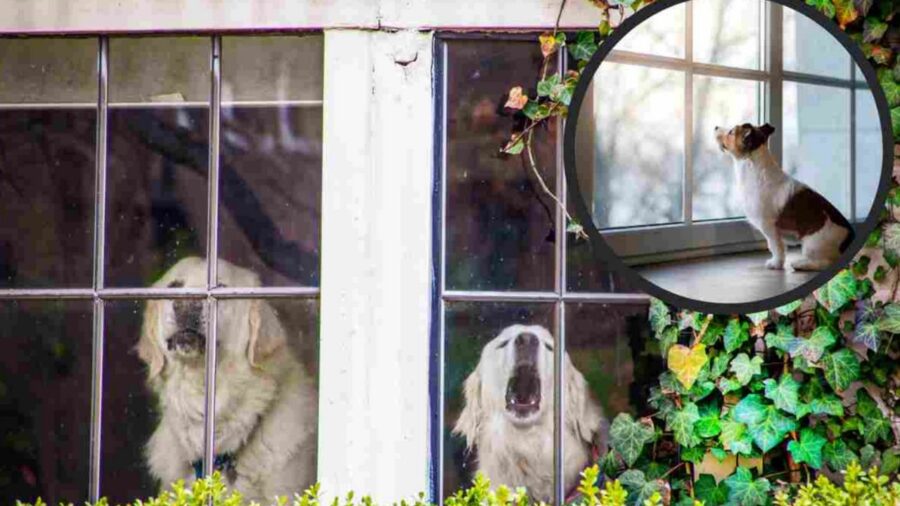 cani chiusi in casa