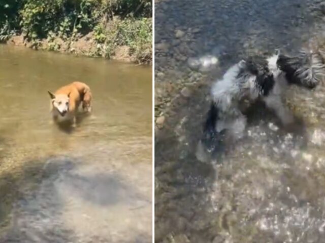 Lo Shih-Tzu di 18 anni inizia a galleggiare godendosi la bellezza del fiume e lascia tutti senza parole