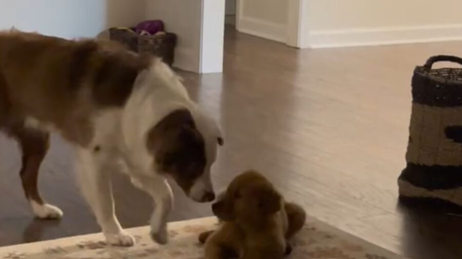 cane adulto si avvicina ad un cucciolo